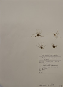 Plant specimen, Alexander Clifford Beauglehole, Trithuria submersa Hook.f, 2/11/1978