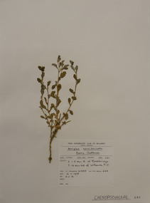 Plant specimen, Alexander Clifford Beauglehole, Atriplex semibaccata R.Br, 16/11/1978