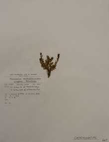Plant specimen, Alexander Clifford Beauglehole, Maireana enchylaenoides (F.Muell.) Paul G.Wilson, 16/11/1978