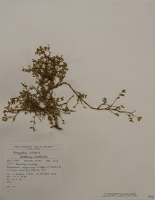 Plant specimen, Alexander Clifford Beauglehole, Einadia nutans (R.Br.) A.J.Scott, 17/11/1978
