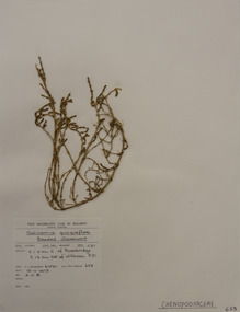 Plant specimen, Alexander Clifford Beauglehole, Salicornia quinqueflora Bunge ex Ung.-Sternb, 16/11/1978
