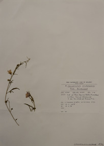 Plant specimen, Alexander Clifford Beauglehole, Convolvulus erubescens Sims, 9/11/1978