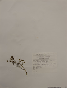 Plant specimen, Alexander Clifford Beauglehole, Dichondra repens J.R.Forst. & G.Forst, 23/10/1978