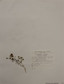 Plant specimen, Alexander Clifford Beauglehole, Dichondra repens J.R.Forst. & G.Forst, 23/10/1978