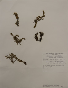 Plant specimen, Alexander Clifford Beauglehole, Wilsonia rotundifolia Hook, 16/11/1978