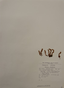 Plant specimen, Alexander Clifford Beauglehole, Crassula colorata (Nees) Ostenf, 25/10/1978