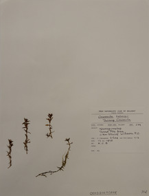 Plant specimen, Alexander Clifford Beauglehole, Crassula helmsii (Kirk) Cockayne, 17/11/1978