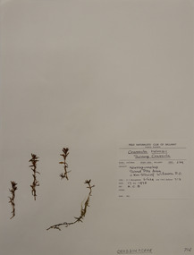 Plant specimen, Alexander Clifford Beauglehole, Crassula helmsii (Kirk) Cockayne, 17/11/1978