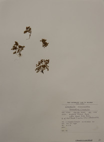 Plant specimen, Alexander Clifford Beauglehole, Crassula decumbens Thunb, 23/10/1978