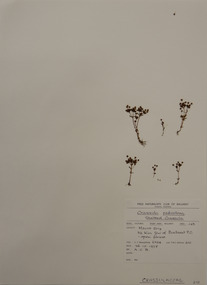 Plant specimen, Alexander Clifford Beauglehole, Crassula closiana (Gay) Reiche, 26/10/1978