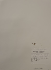 Plant specimen, Alexander Clifford Beauglehole, Crassula peduncularis (Sm.) Meigen, 25/10/1978