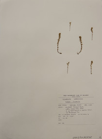Plant specimen, Alexander Clifford Beauglehole, Crassula sieberiana (Schult. & Schult.f.) Druce, 23/10/1978