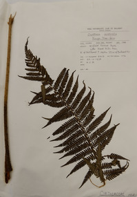 Plant specimen, Alexander Clifford Beauglehole, Cyathea australis (R.Br.) Domin, 23/10/1978