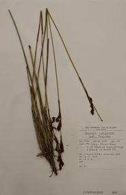 Plant specimen, Alexander Clifford Beauglehole, Machaerina rubiginosa (Spreng.) T.Koyama, 4/11/1978
