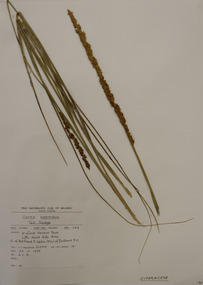 Plant specimen, Alexander Clifford Beauglehole, Carex appressa R.Br, 23/10/1978