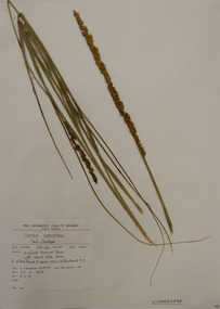 Plant specimen, Alexander Clifford Beauglehole, Carex appressa R.Br, 23/10/1978