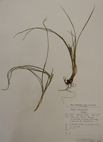Plant specimen, Alexander Clifford Beauglehole, Carex breviculmis R.Br, 3/11/1978