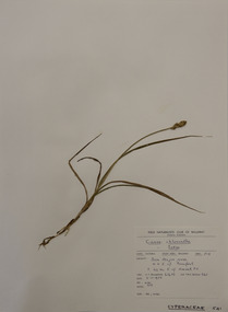 Plant specimen, Alexander Clifford Beauglehole, Carex chlorantha R.Br, 8/11/1978