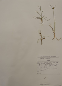 Plant specimen, Alexander Clifford Beauglehole, Carex inversa R.Br, 25/10/1978
