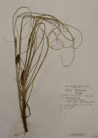 Plant specimen, Alexander Clifford Beauglehole, Carex tasmanica Kük, 17/11/1978
