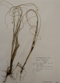 Plant specimen, Alexander Clifford Beauglehole, Carex tasmanica Kük, 18/11/1978