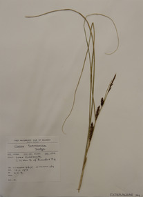 Plant specimen, Alexander Clifford Beauglehole, Carex tasmanica Kük, 18/11/1978