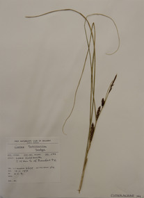 Plant specimen, Alexander Clifford Beauglehole, Carex tasmanica Kük, 18/11/1978