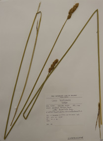 Plant specimen, Alexander Clifford Beauglehole, Carex tereticaulis F.Muell, 23/10/1978