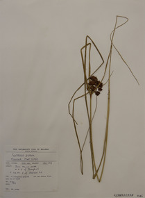 Plant specimen, Alexander Clifford Beauglehole, Cyperus gunnii Hook.f, 8/11/1978