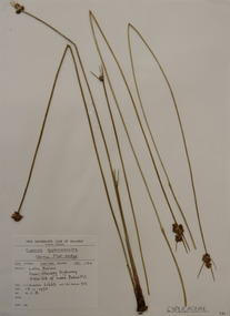 Plant specimen, Alexander Clifford Beauglehole, Cyperus gymnocaulos Steud, 18/11/1978