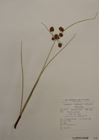 Plant specimen, Alexander Clifford Beauglehole, Cyperus lhotskyanus Boeck, 17/11/1978