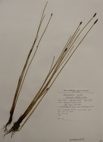 Plant specimen, Alexander Clifford Beauglehole, Eleocharis acuta R.Br, 23/10/1978