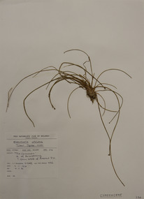 Plant specimen, Alexander Clifford Beauglehole, Eleocharis atricha R.Br, 2/11/1978