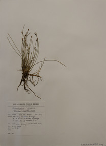 Plant specimen, Alexander Clifford Beauglehole, Eleocharis gracilis R.Br, 3/11/1978