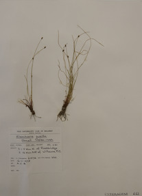 Plant specimen, Alexander Clifford Beauglehole, Eleocharis pusilla R.Br, 16/11/1978