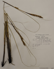 Plant specimen, Alexander Clifford Beauglehole, Gahnia filum (Labill.) F.Muell, 16/11/1978
