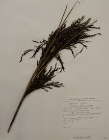 Plant specimen, Alexander Clifford Beauglehole, Gahnia radula (R.Br.) Benth, 23/10/1978