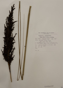 Plant specimen, Alexander Clifford Beauglehole, Gahnia sieberiana Kunth, 23/10/1978