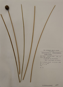 Plant specimen, Alexander Clifford Beauglehole, Gymnoschoenus sphaerocephalus (R.Br.) Hook, 5/11/1978