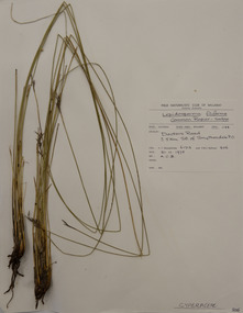 Plant specimen, Alexander Clifford Beauglehole, Lepidosperma filiforme Labill, 21/11/1978
