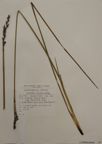 Plant specimen, Alexander Clifford Beauglehole, Lepidosperma laterale R.Br, 23/10/1978