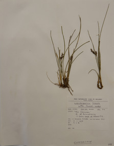 Plant specimen, Alexander Clifford Beauglehole, Lepidosperma curtisiae K.L.Wilson & D.I.Morris, 2/11/1978
