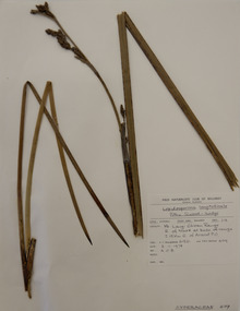 Plant specimen, Alexander Clifford Beauglehole, Lepidosperma longitudinale Labill, 3/11/1978