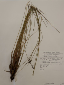 Plant specimen, Alexander Clifford Beauglehole, Lepidosperma semiteres F.Muell. ex Boeck, 6/11/1978
