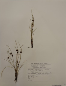 Plant specimen, Alexander Clifford Beauglehole, Schoenus apogon Roem. & Schult, 23/10/1978
