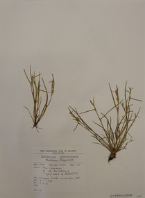 Plant specimen, Alexander Clifford Beauglehole, Schoenus latelaminatus Kük, 2/11/1978