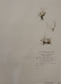 Plant specimen, Alexander Clifford Beauglehole, Schoenus maschalinus Roem. & Schult, 3/11/1978