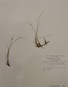 Plant specimen, Alexander Clifford Beauglehole, Schoenus nitens (R.Br.) Roem. & Schult, 16/11/1978