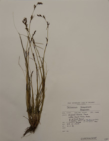 Plant specimen, Alexander Clifford Beauglehole, Schoenus tesquorum J.M.Black, 23/10/1978