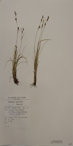 Plant specimen, Alexander Clifford Beauglehole, Schoenus tesquorum J.M.Black, 3/11/1978
